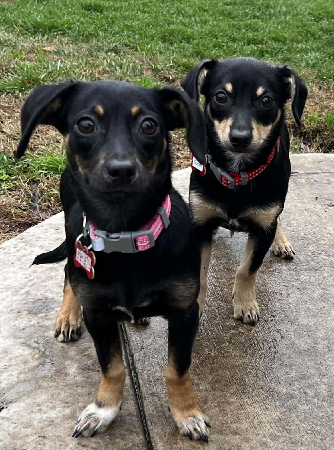 Donner!, a ADOPTABLE mixed breed in Roseville, CA image 3/4