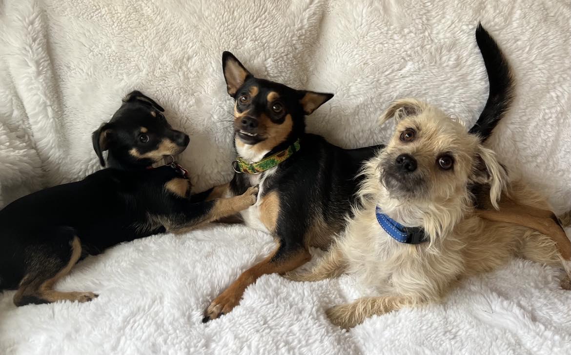 Donner!, a ADOPTABLE mixed breed in Roseville, CA image 4/4