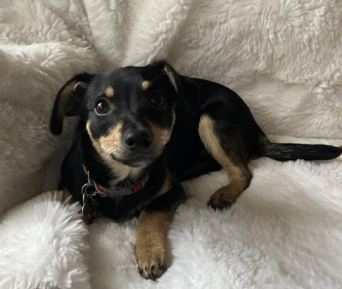 Donner!, a ADOPTABLE mixed breed in Roseville, CA image 1/4