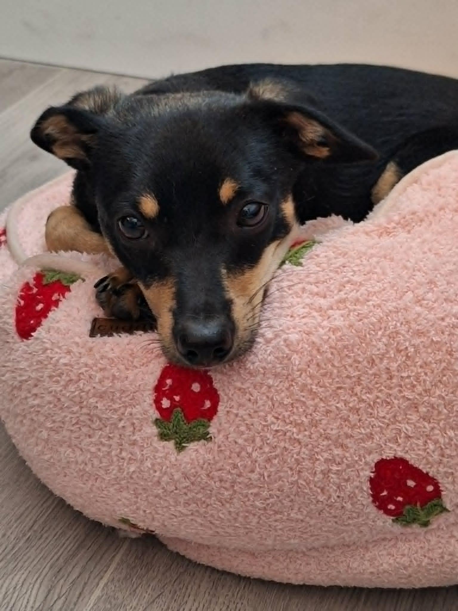 Enlarge Donner!, a ADOPTABLE mixed breed in Roseville, CA image 1/6