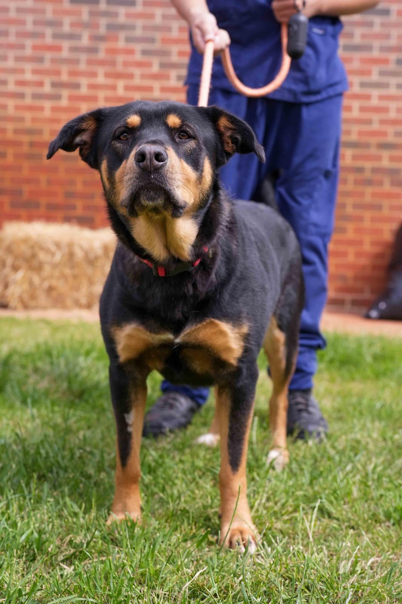 Athena, ADOPTABLE, Adult Female Rottweiler & Shepherd.