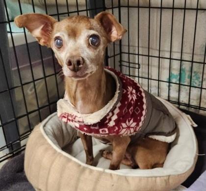 Gooby, Adoptable, Senior Male Chihuahua.
