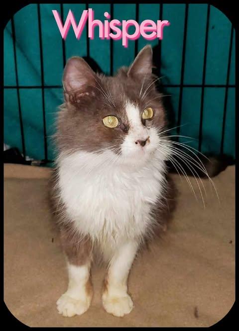 Enlarge Whisper, a Adoptable Domestic Medium Hair in Keansburg, NJ image 3/6