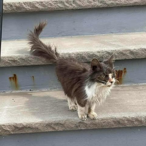 Enlarge Whisper, a Adoptable Domestic Medium Hair in Keansburg, NJ image 6/6