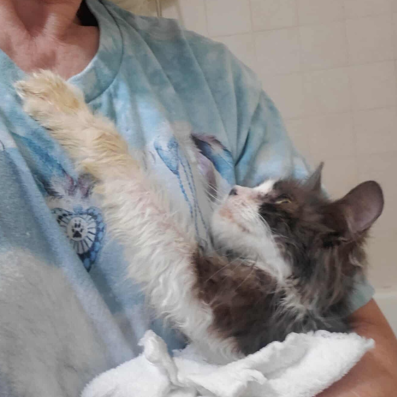 Enlarge Whisper, a Adoptable Domestic Medium Hair in Keansburg, NJ image 2/6