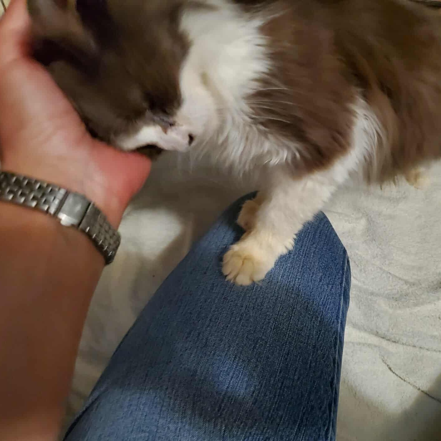 Enlarge Whisper, a Adoptable Domestic Medium Hair in Keansburg, NJ image 4/6