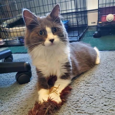 Enlarge Whisper, a Adoptable Domestic Medium Hair in Keansburg, NJ image 1/6