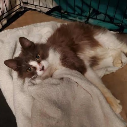 Enlarge Whisper, a Adoptable Domestic Medium Hair in Keansburg, NJ image 5/6