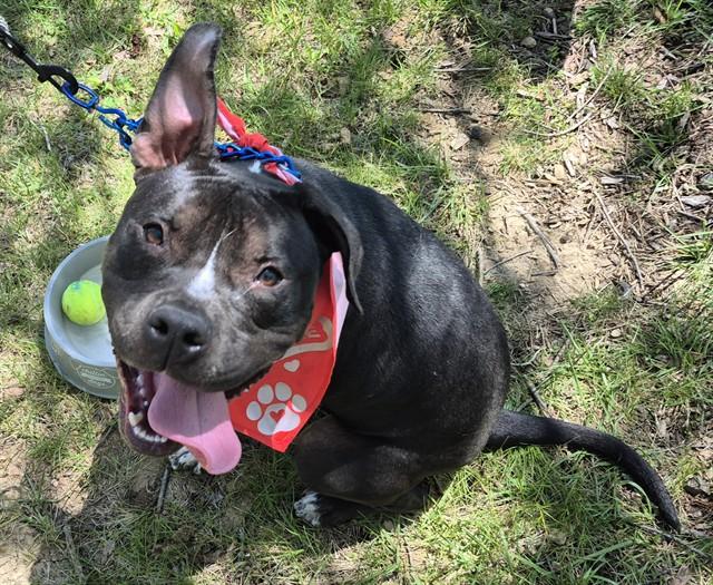 Enlarge LOW CASH, a Adoptable Pit Bull Terrier in Decatur, IL image 1/1