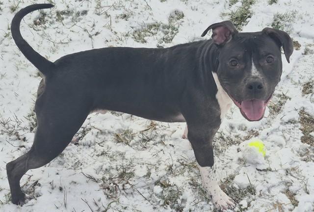 LOW CASH, Adoptable, Young Male Pit Bull Terrier.