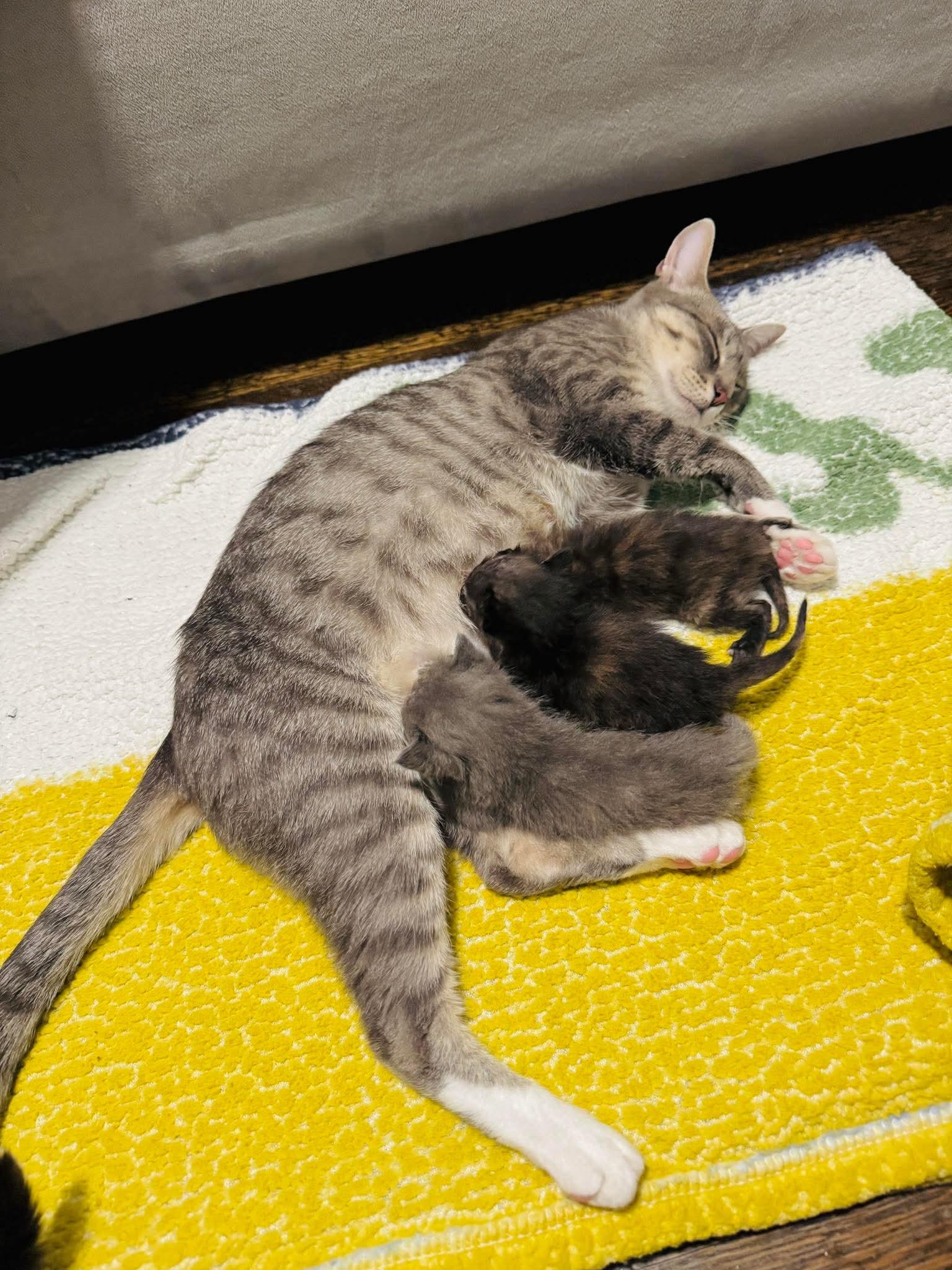Enlarge Miss McDonald - Optional - adopt with a baby, a Adoptable Domestic Short Hair in Rochester , NY image 4/6