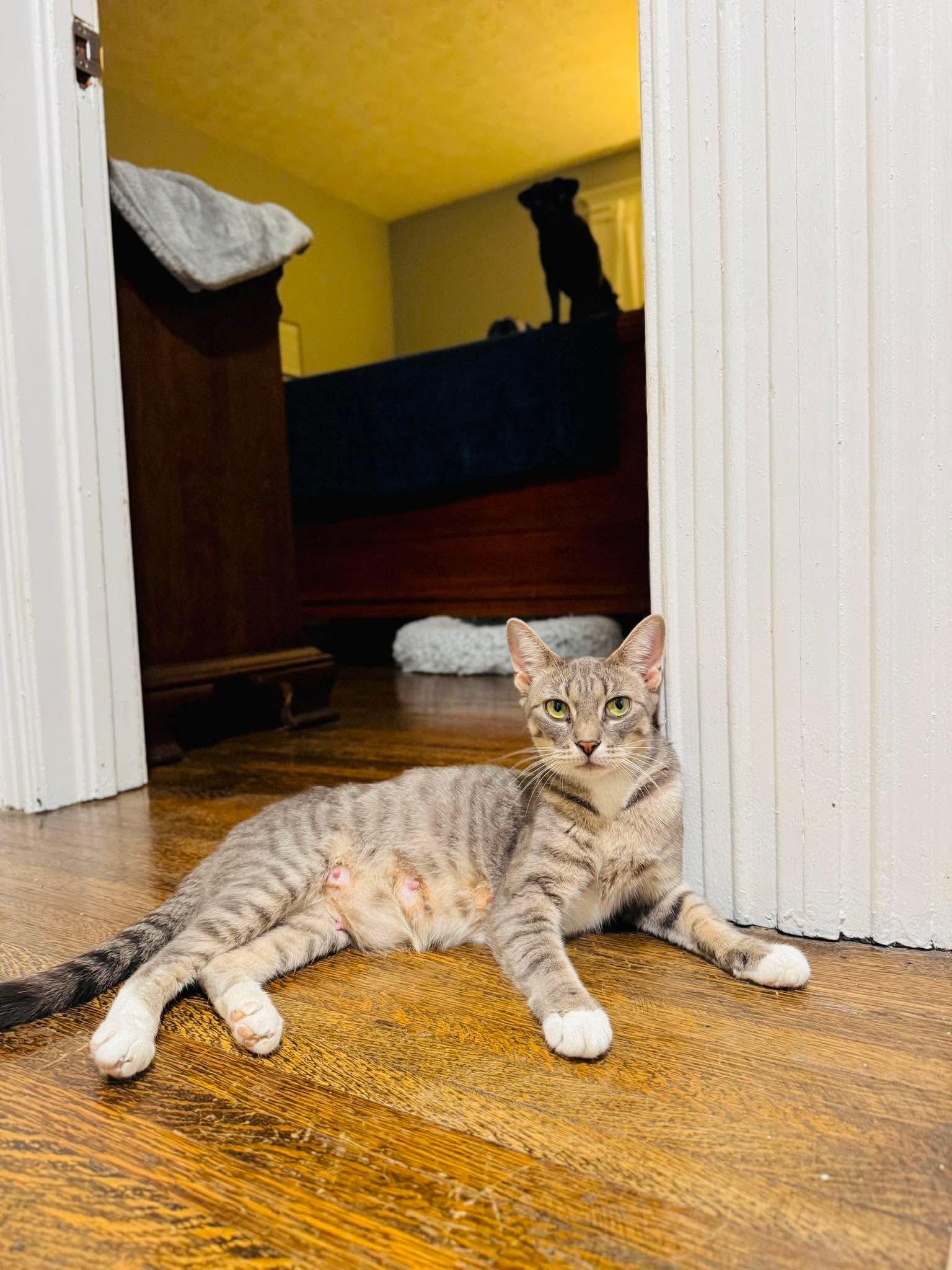 Enlarge Miss McDonald - Optional - adopt with a baby, a Adoptable Domestic Short Hair in Rochester , NY image 5/6