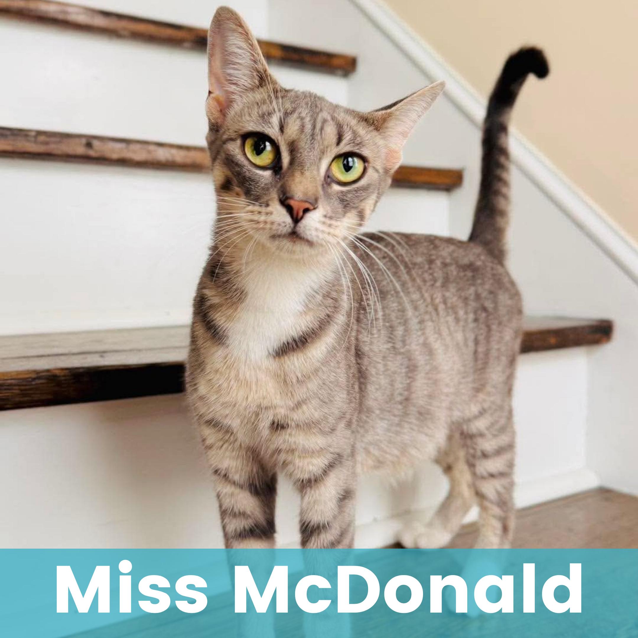 Miss McDonald - Optional - adopt with a baby, Adoptable, Young Female Domestic Short Hair.