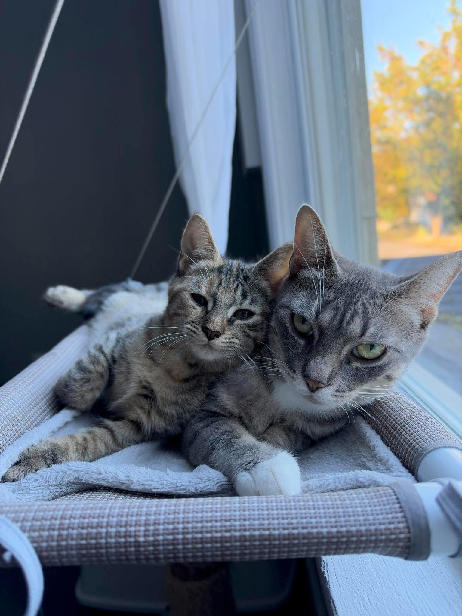 Enlarge Miss McDonald - Optional - adopt with a baby, a Adoptable Domestic Short Hair in Rochester , NY image 2/6