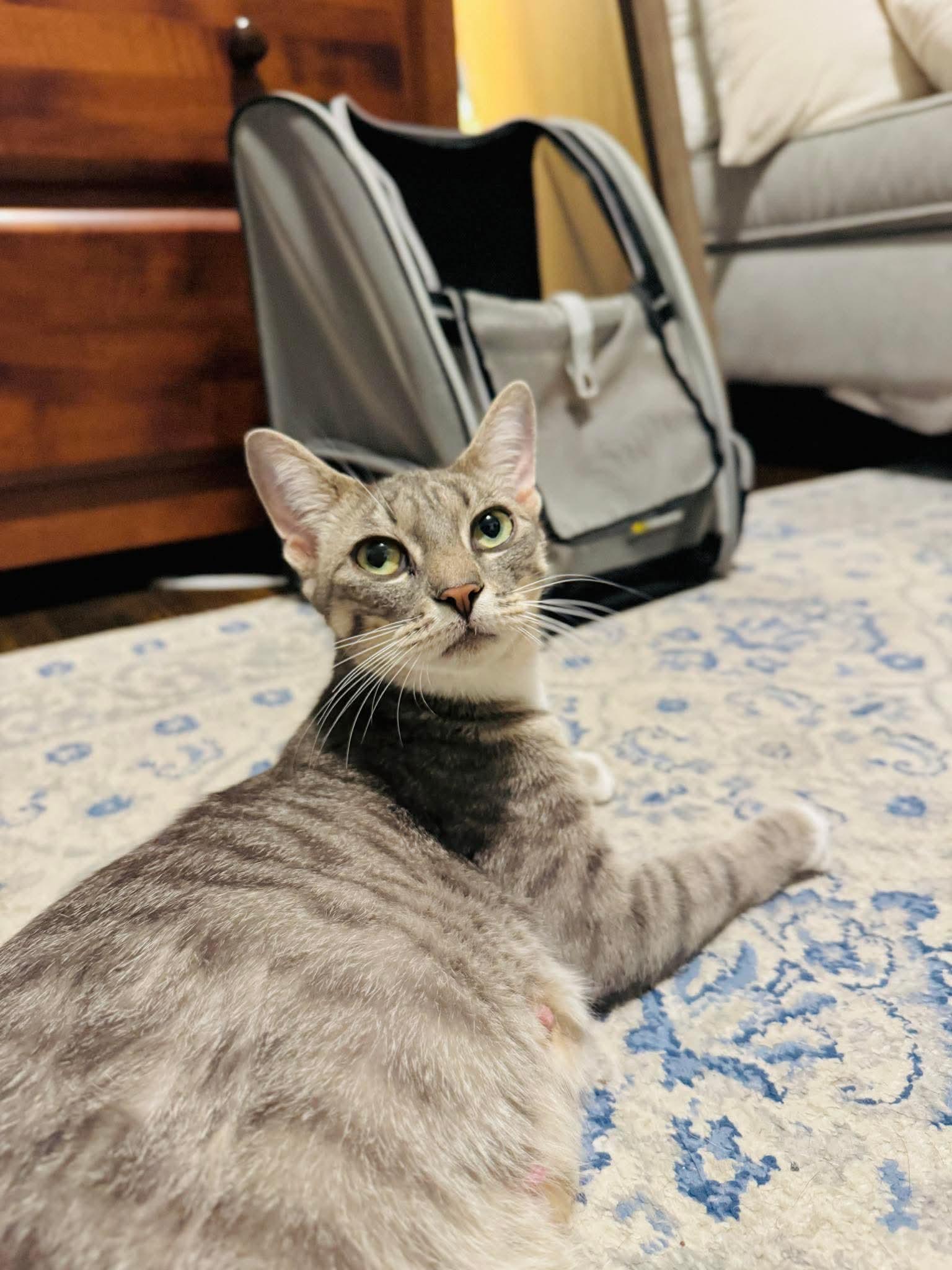 Enlarge Miss McDonald - Optional - adopt with a baby, a Adoptable Domestic Short Hair in Rochester , NY image 3/6