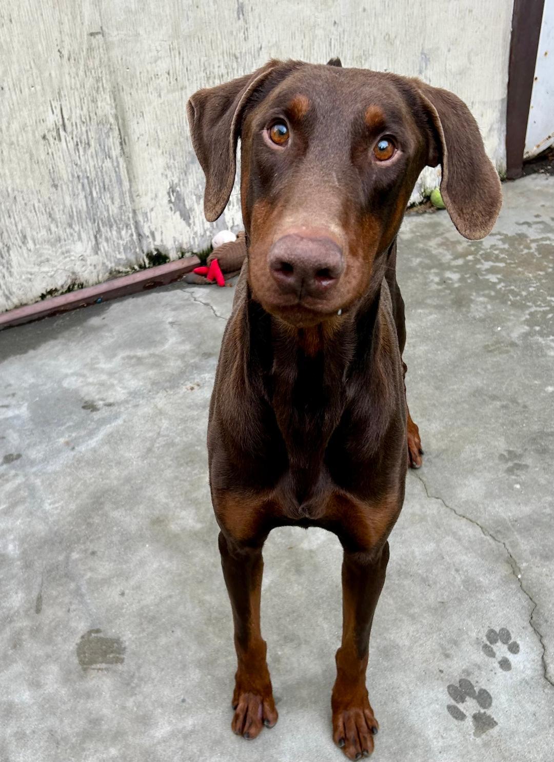 Rocky, a Adoptable Doberman Pinscher in Canoga Park, CA image 3/5