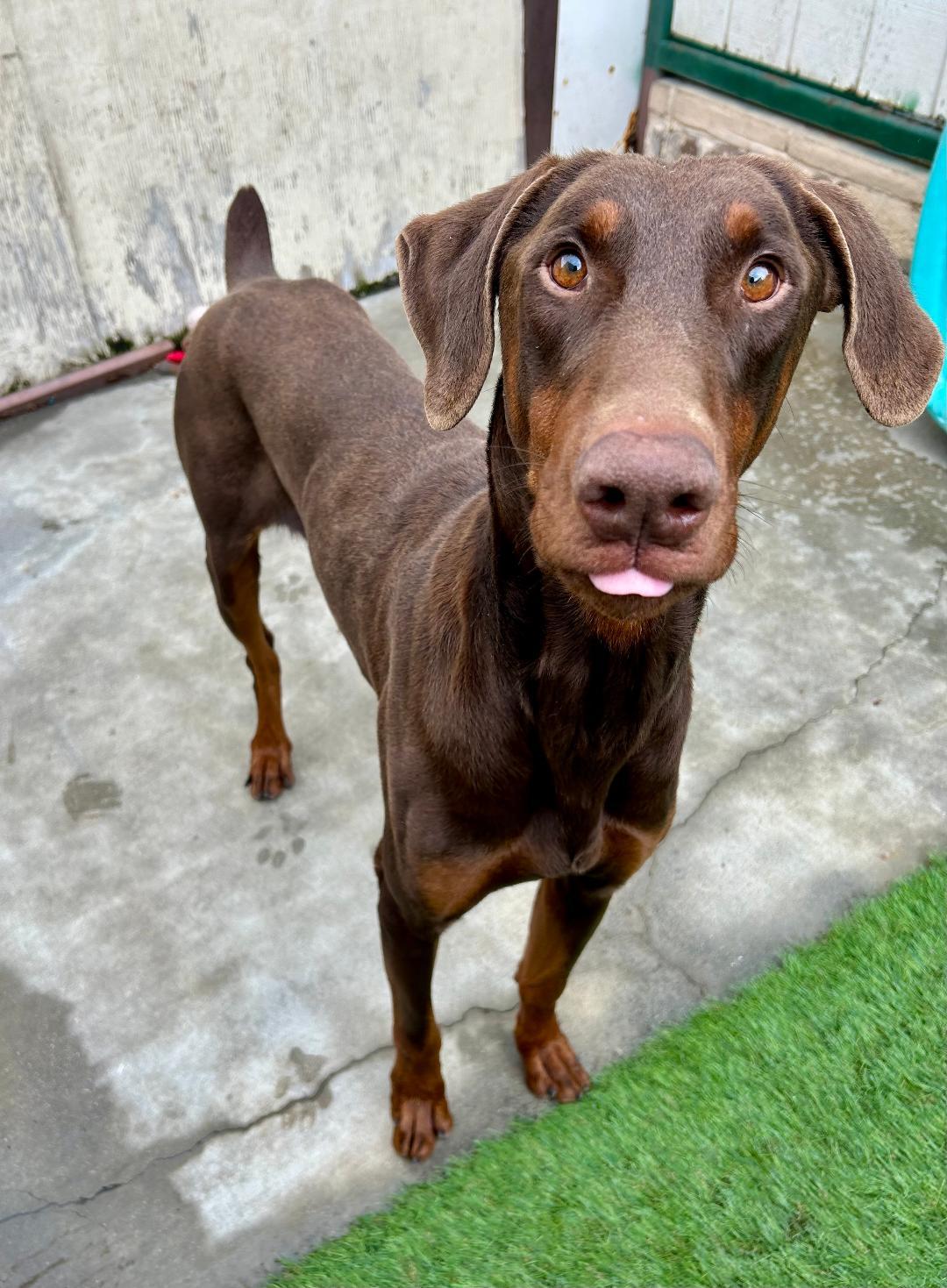 Rocky, Adoptable, Young Male Doberman Pinscher.