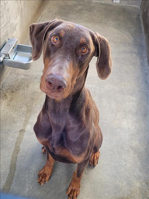 Rocky, a Adoptable Doberman Pinscher in Canoga Park, CA image 4/5
