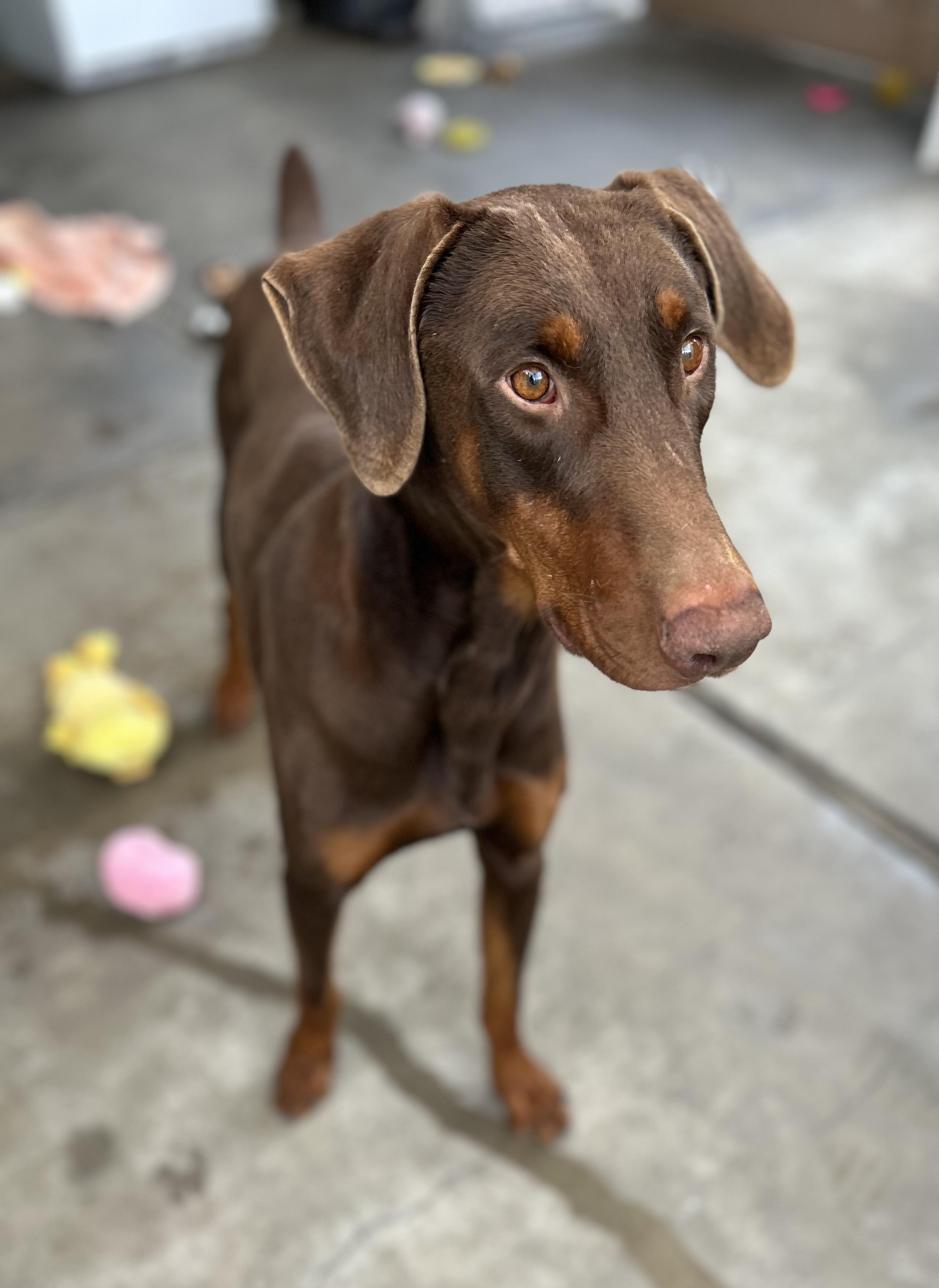 Rocky, a Adoptable Doberman Pinscher in Canoga Park, CA image 5/5