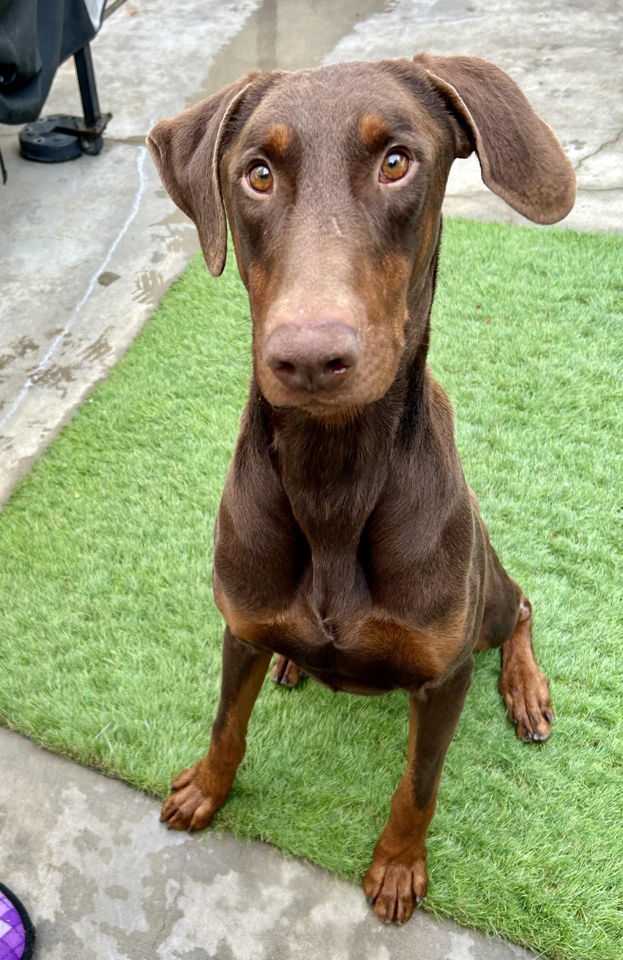 Rocky, a Adoptable Doberman Pinscher in Canoga Park, CA image 2/5