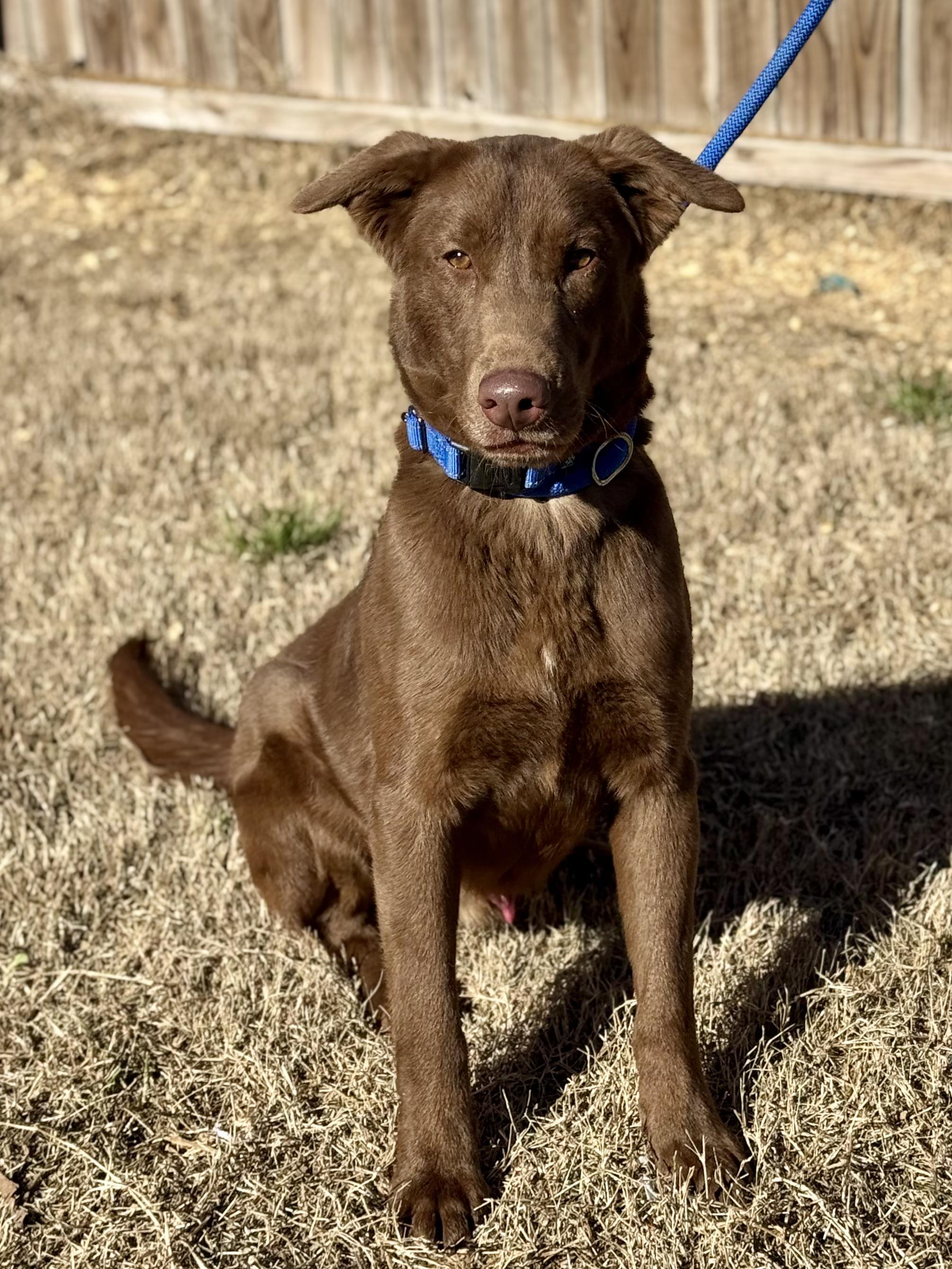 Boosie (Scott-Fostered in TN) , a ADOPTABLE mixed breed in Brooklyn, CT image 1/6