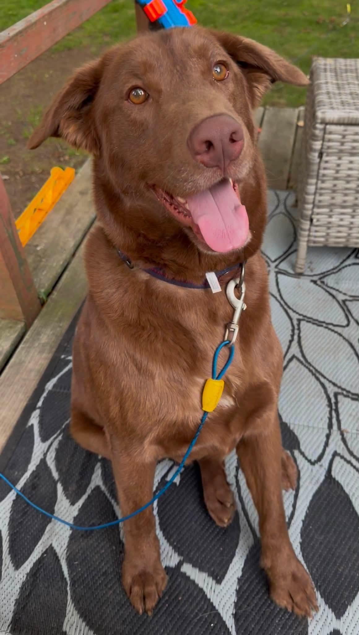 Boosie (Nina-Fostered in New England), a ADOPTABLE mixed breed in Brooklyn, CT image 2/6