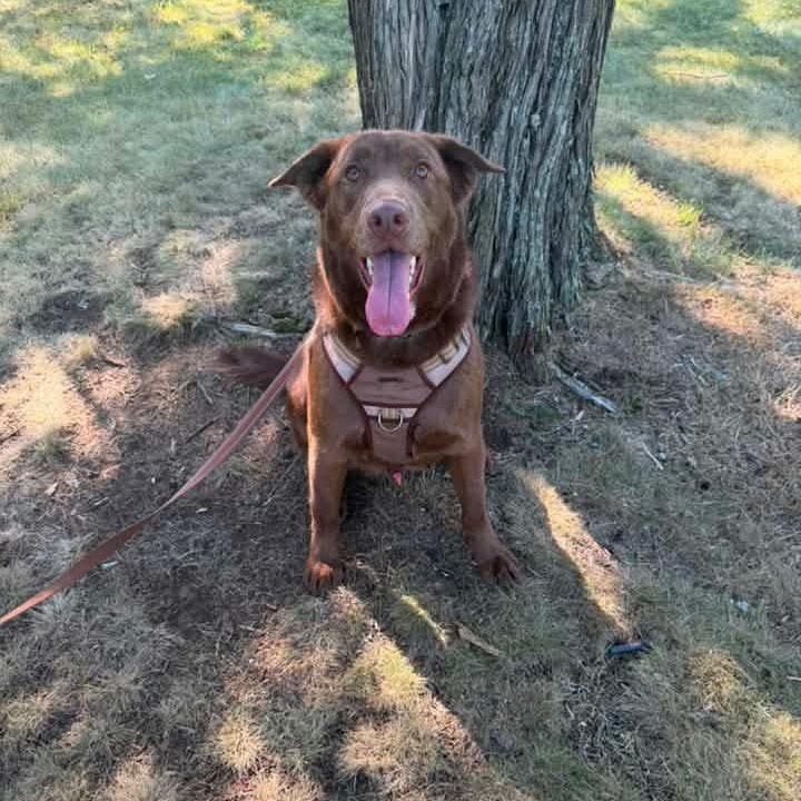 Boosie (Nina-Fostered in New England), a ADOPTABLE mixed breed in Brooklyn, CT image 6/6