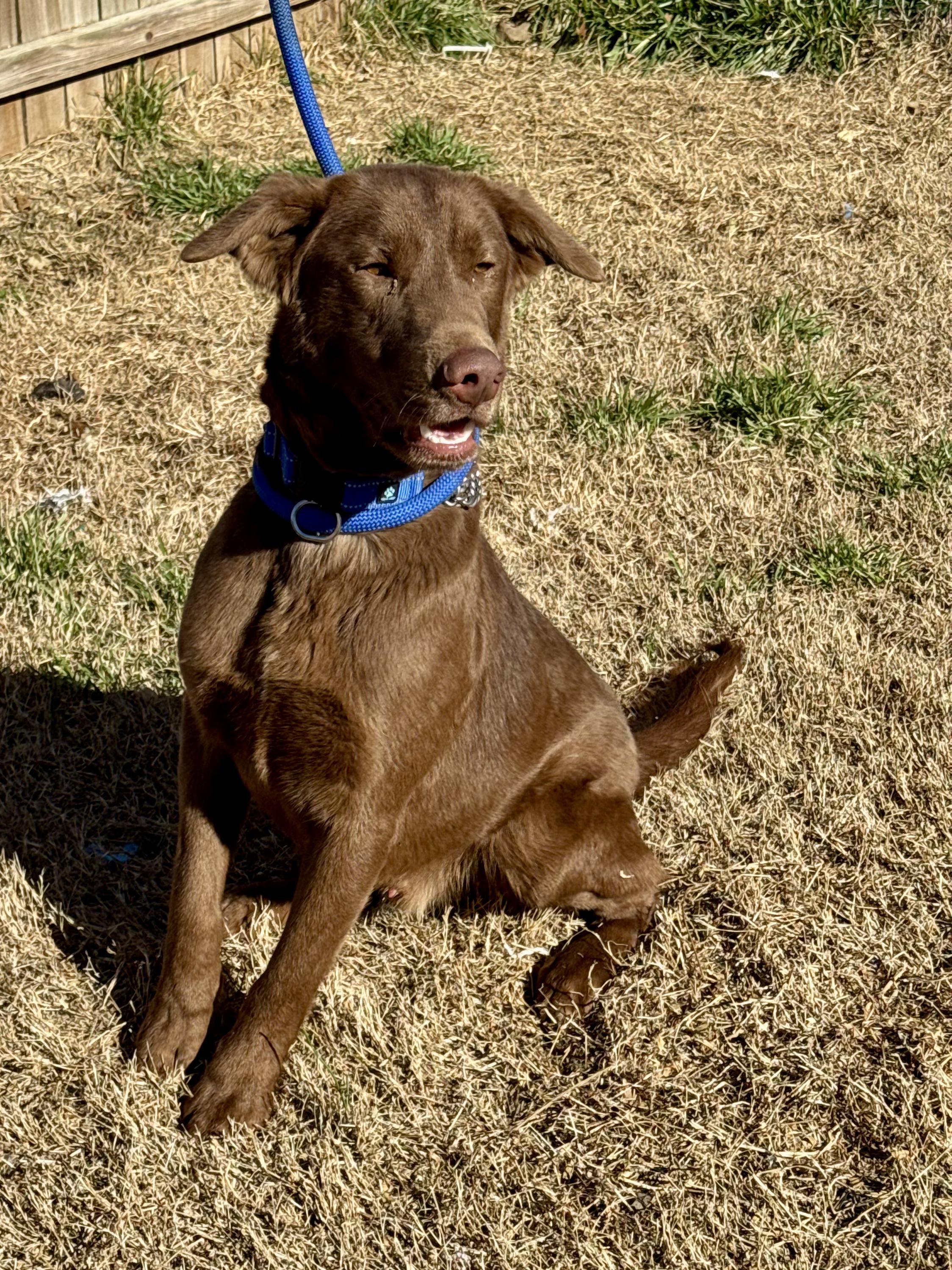 Boosie (Scott-Fostered in TN) , a ADOPTABLE mixed breed in Brooklyn, CT image 3/6