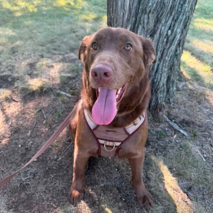 Boosie (Nina-Fostered in New England), a ADOPTABLE mixed breed in Brooklyn, CT image 1/6