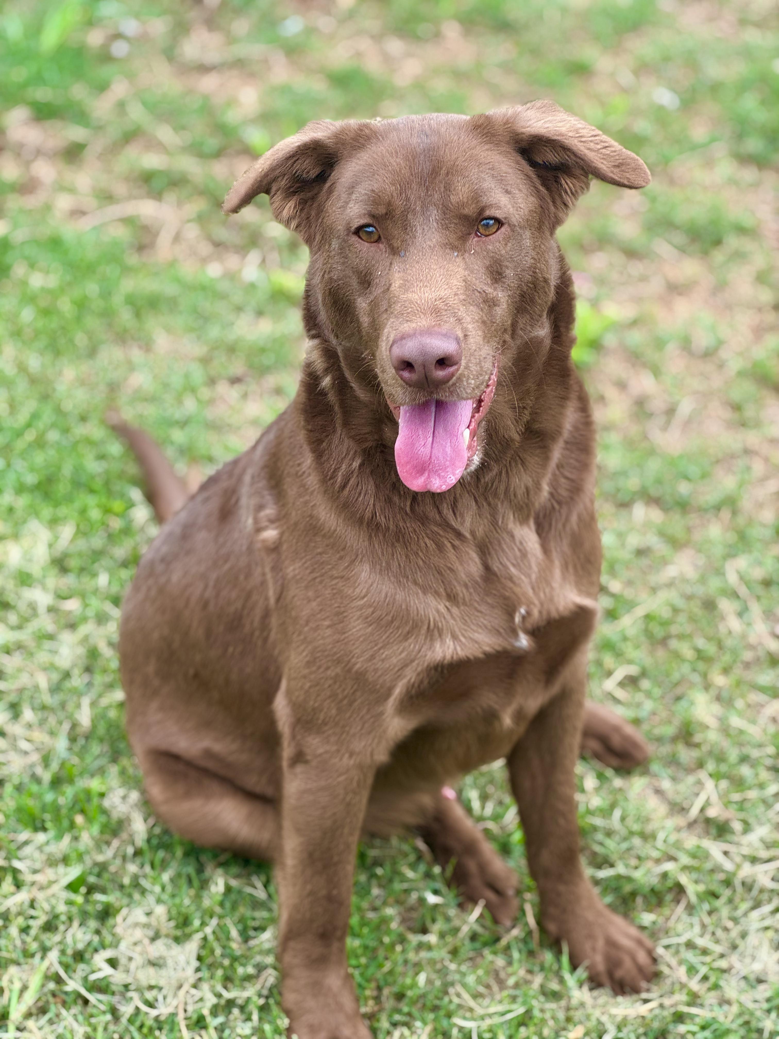 Enlarge Boosie (Scott-Fostered in TN) , a ADOPTABLE mixed breed in Brooklyn, CT image 2/6
