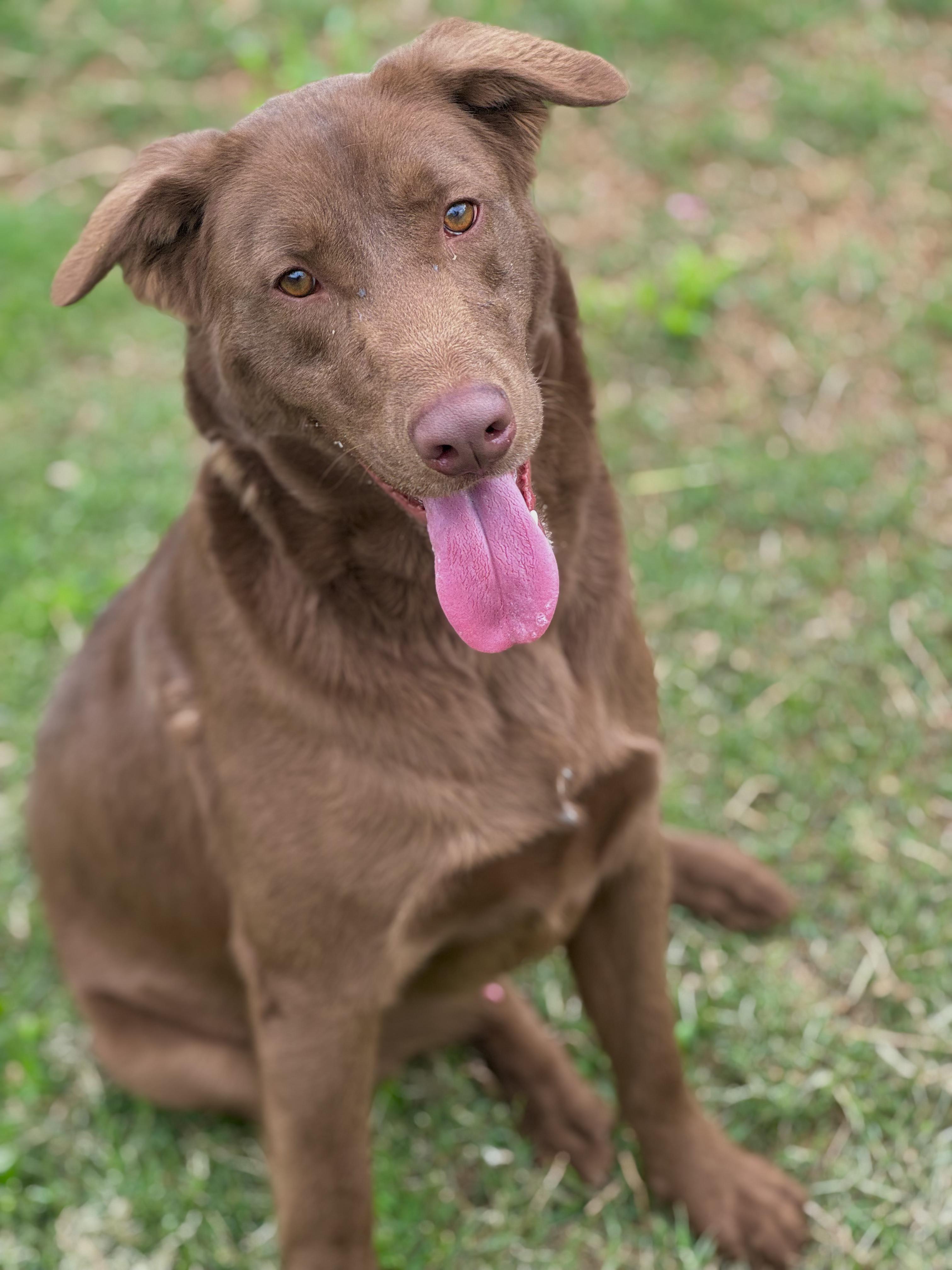 Boosie (Scott-Fostered in TN) , ADOPTABLE, Young Male Chocolate Labrador Retriever & Shepherd.