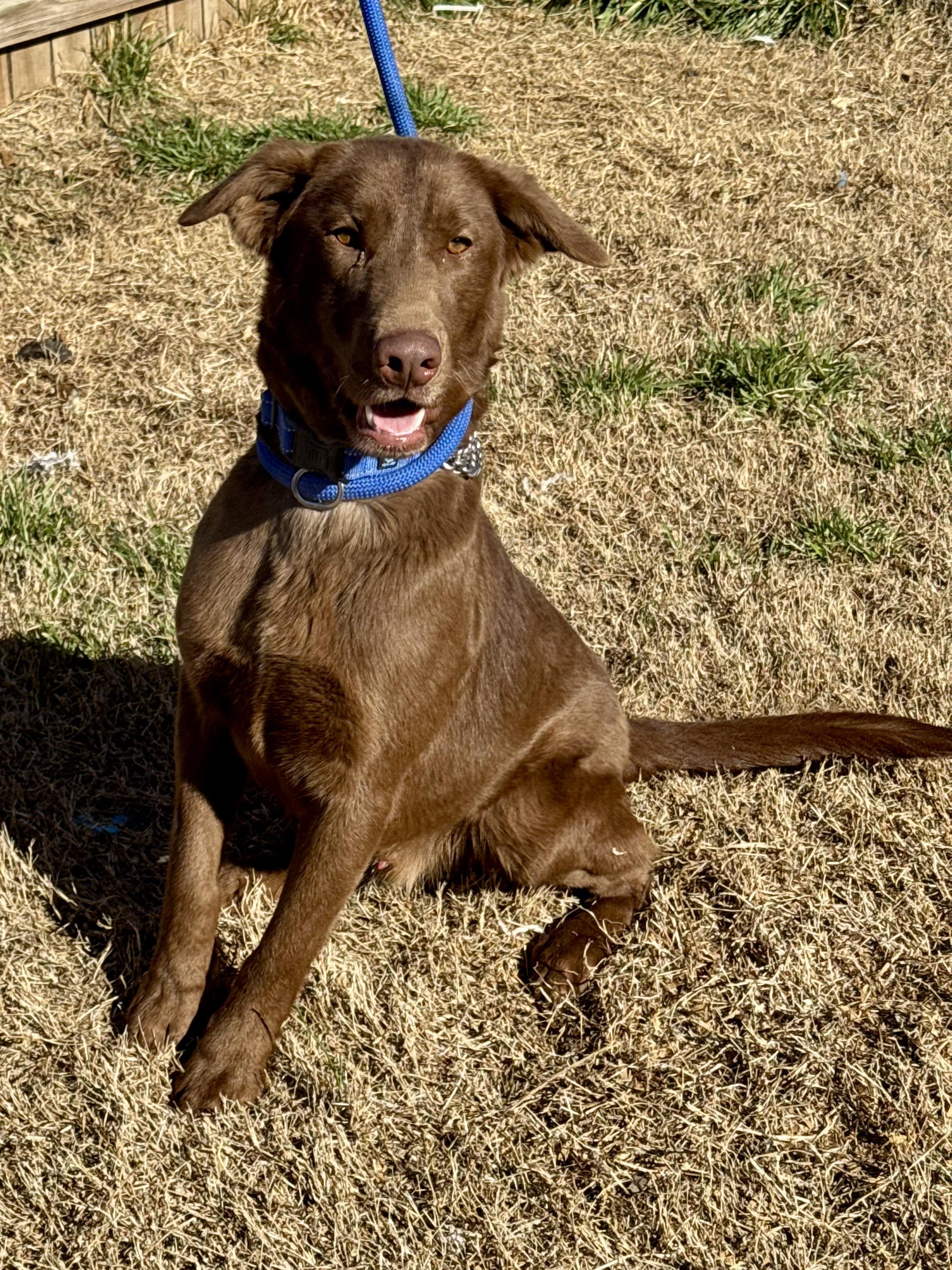 Boosie (Scott-Fostered in TN) , a ADOPTABLE mixed breed in Brooklyn, CT image 2/6