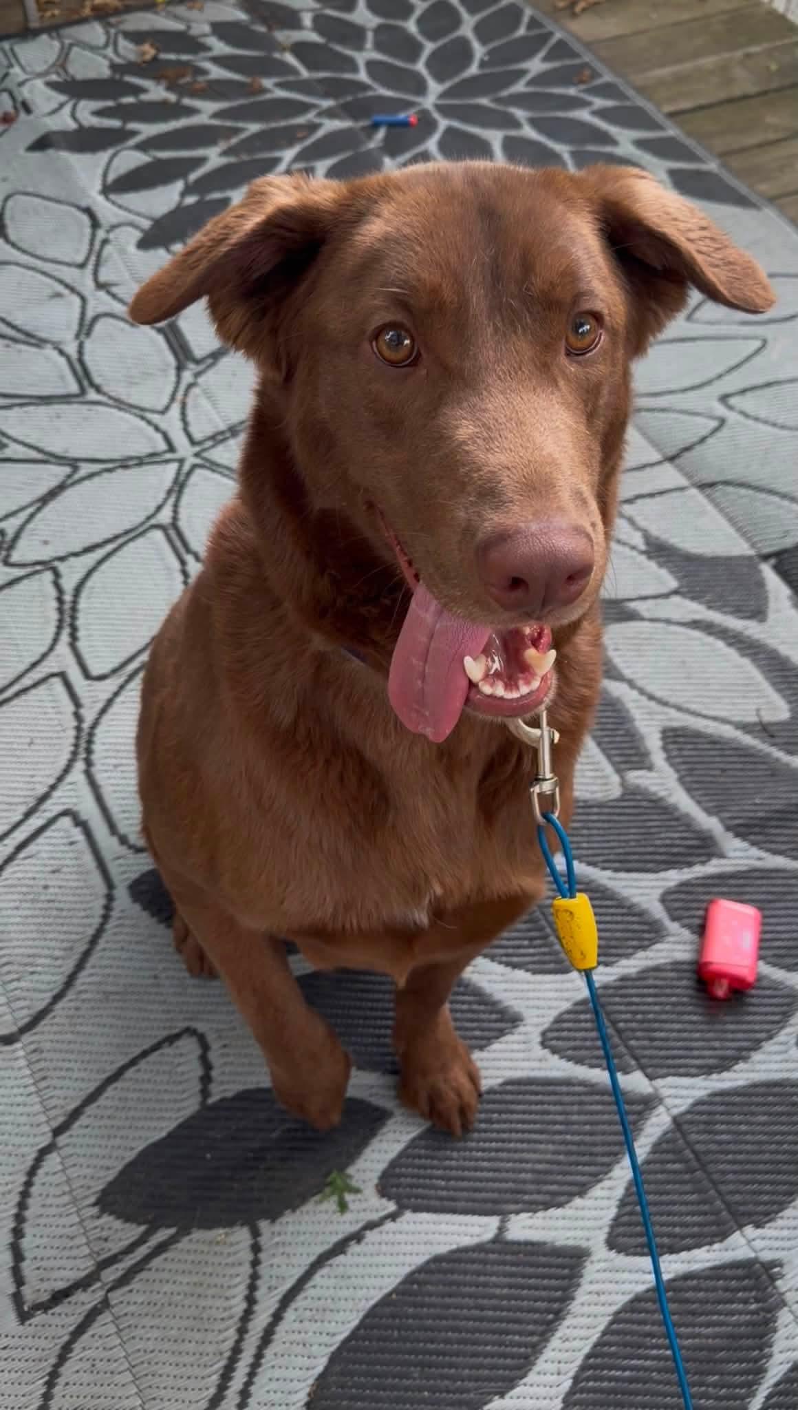 Boosie (Nina-Fostered in New England), ADOPTABLE, Young Male Chocolate Labrador Retriever.