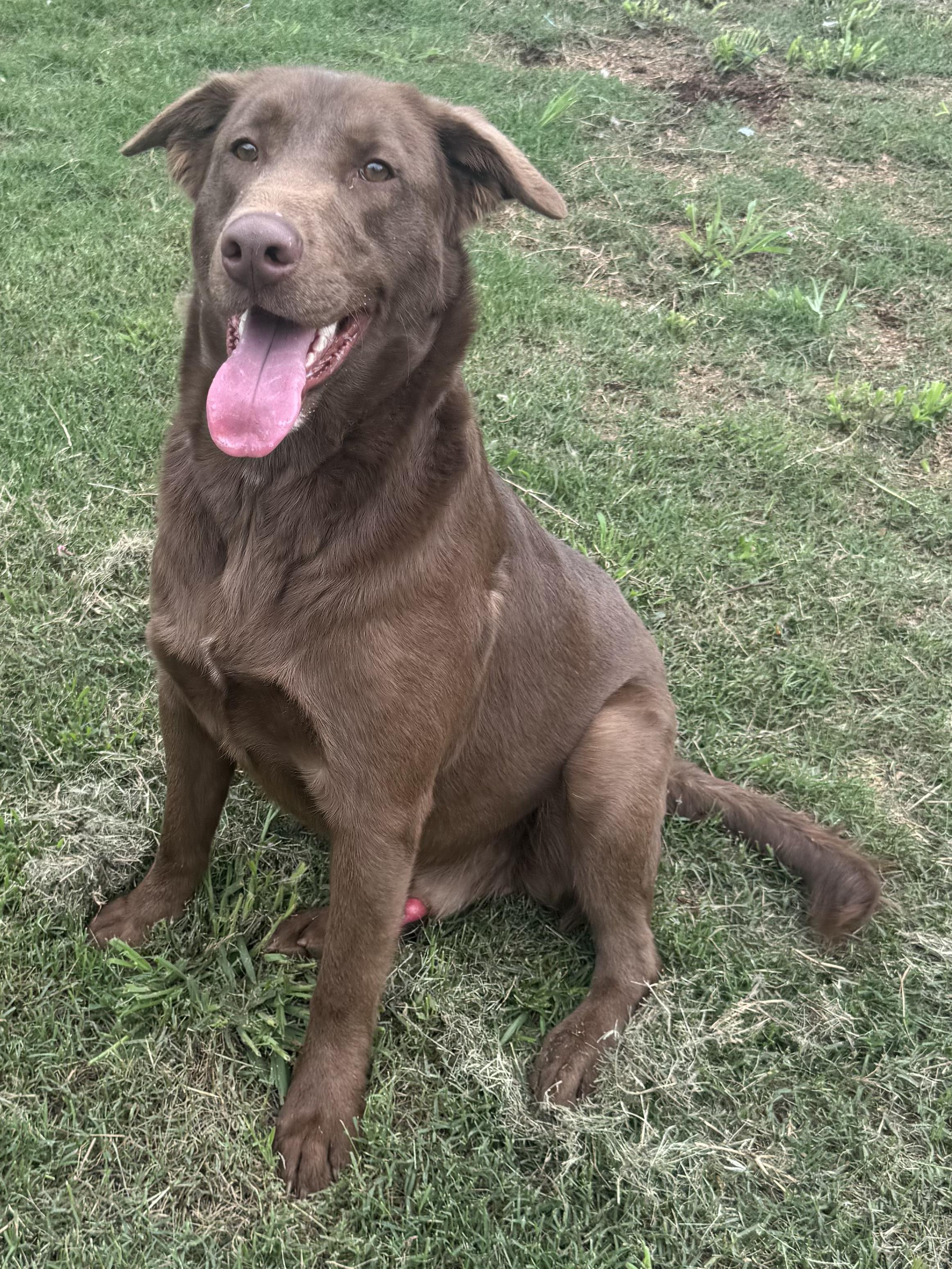 Enlarge Boosie (Scott-Fostered in TN) , a ADOPTABLE mixed breed in Brooklyn, CT image 3/6