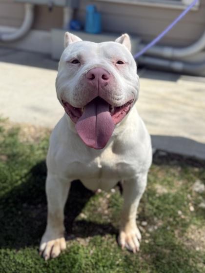 Brisket, Adoptable, Adult Male Pit Bull Terrier & Mixed Breed.