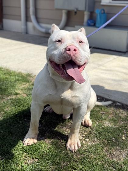 Enlarge Brisket, a Adoptable mixed breed in King William, VA image 2/2