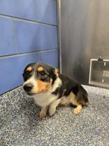 Enlarge Stubby, a Adopted mixed breed in Bentonville, AR image 2/2