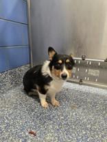 Enlarge Stubby, a Adopted mixed breed in Bentonville, AR image 1/2