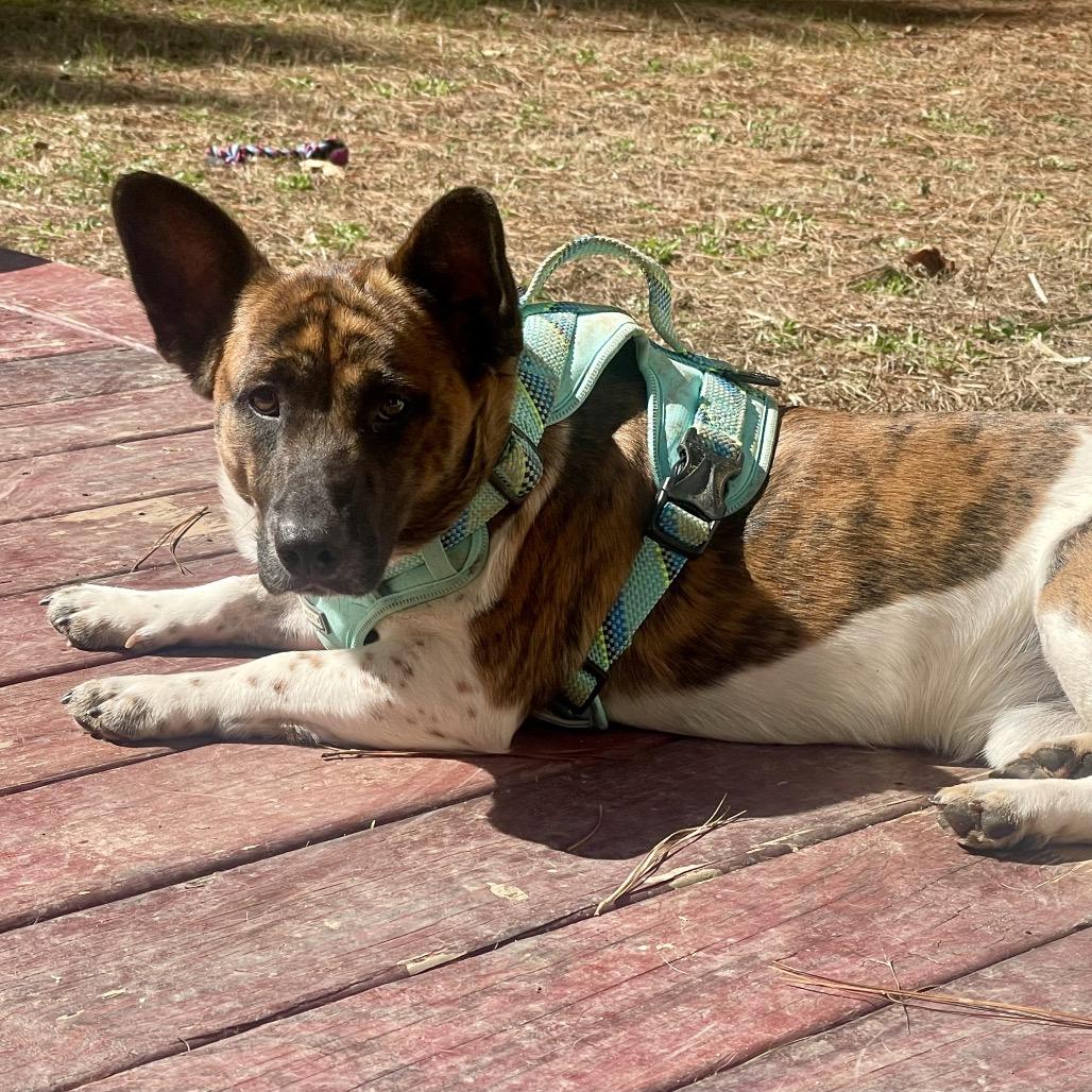 Enlarge Mannix, a Adoptable mixed breed in Fayetteville, GA image 1/6