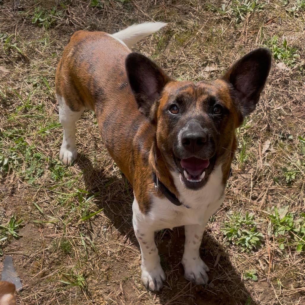 Enlarge Mannix, a Adoptable mixed breed in Fayetteville, GA image 2/6