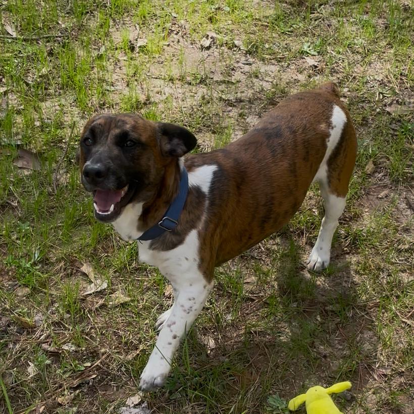 Enlarge Mannix, a Adoptable mixed breed in Fayetteville, GA image 3/6