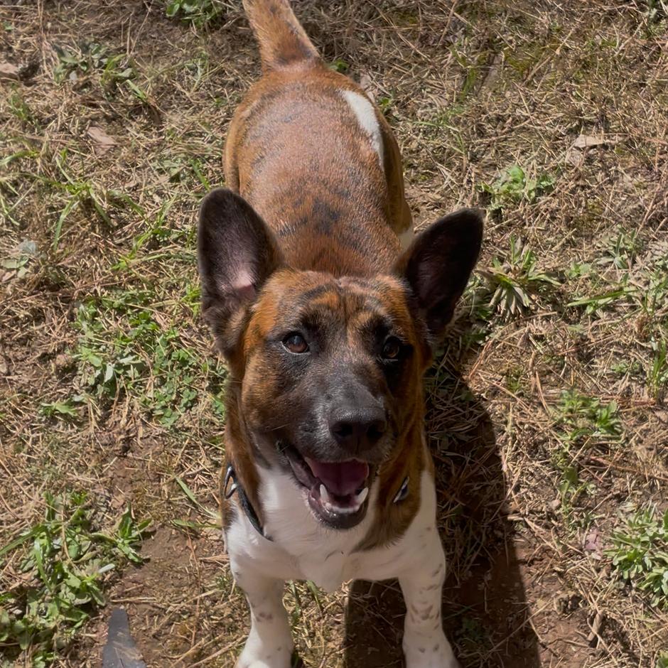 Enlarge Mannix, a Adoptable mixed breed in Fayetteville, GA image 6/6
