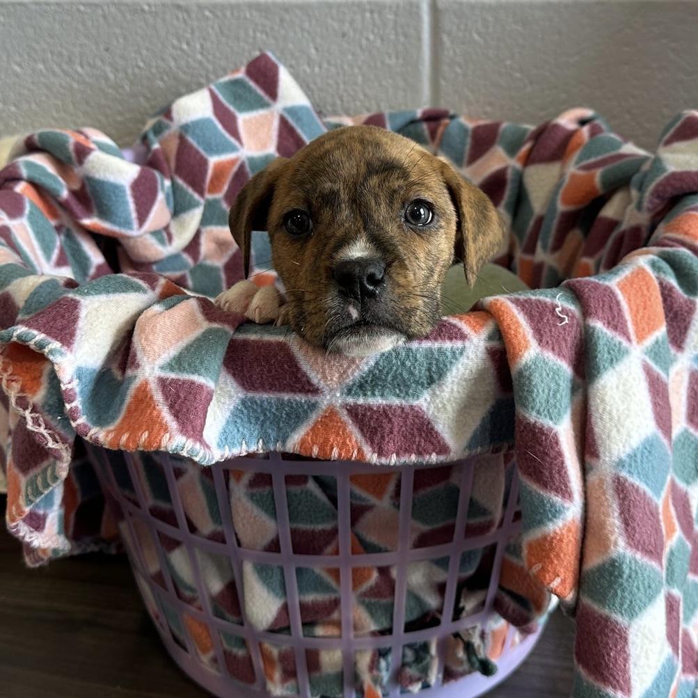 Enlarge Pumbaa, an adopted mixed breed in Danville, PA image 2/2