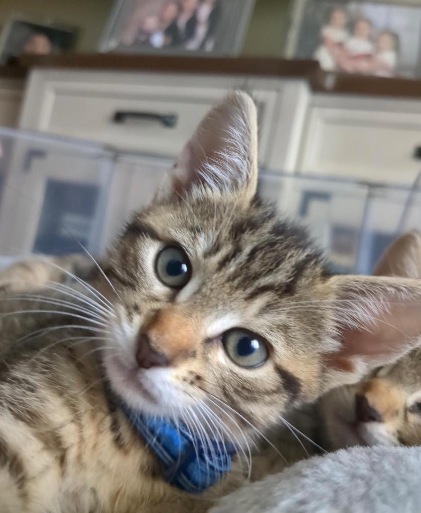 Consuela, Adoptable, Kitten Female Domestic Short Hair.