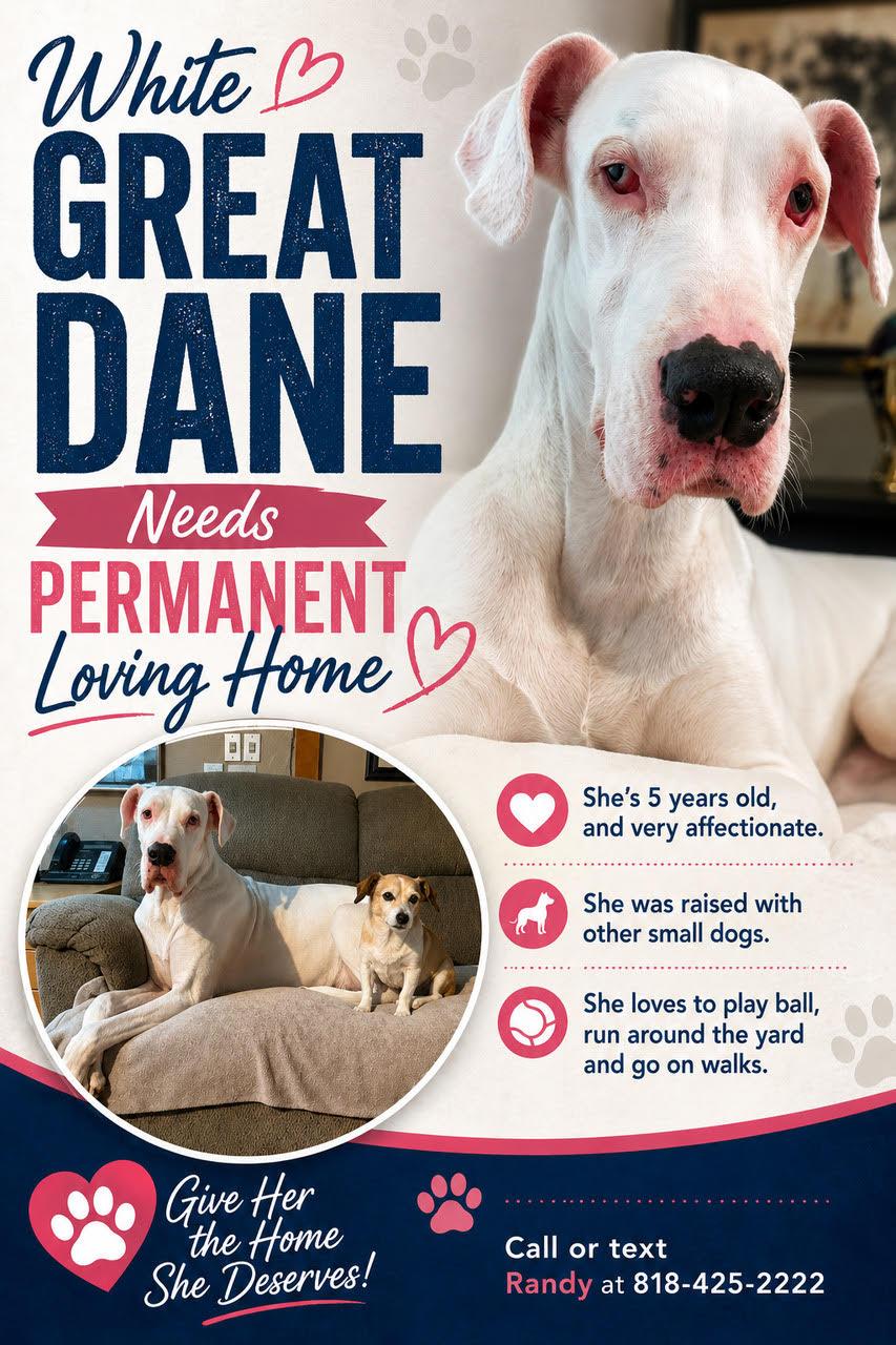 Enlarge Tiny-Courtesy Post, a ADOPTABLE Great Dane in Los Angeles, CA image 2/4