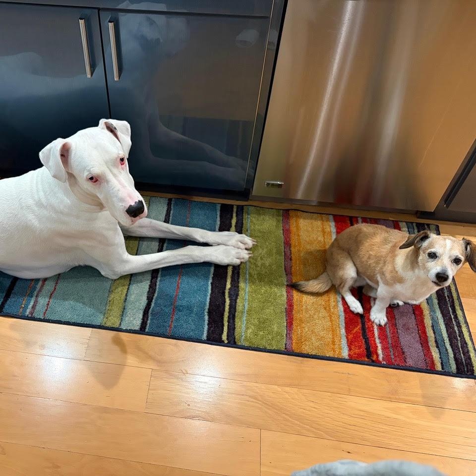 Enlarge Tiny-Courtesy Post, a ADOPTABLE Great Dane in Los Angeles, CA image 4/4