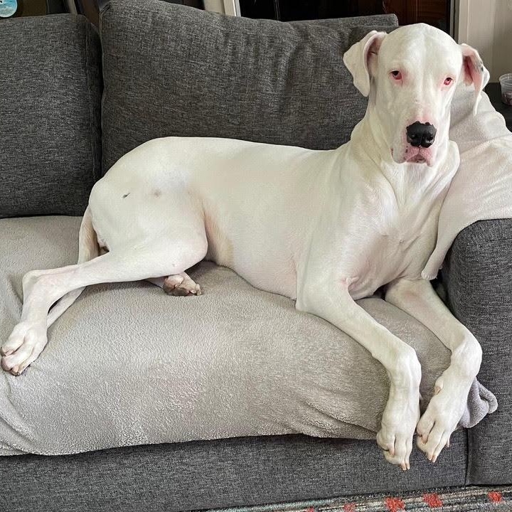 Tiny-Courtesy Post, ADOPTABLE, Adult Female Great Dane.