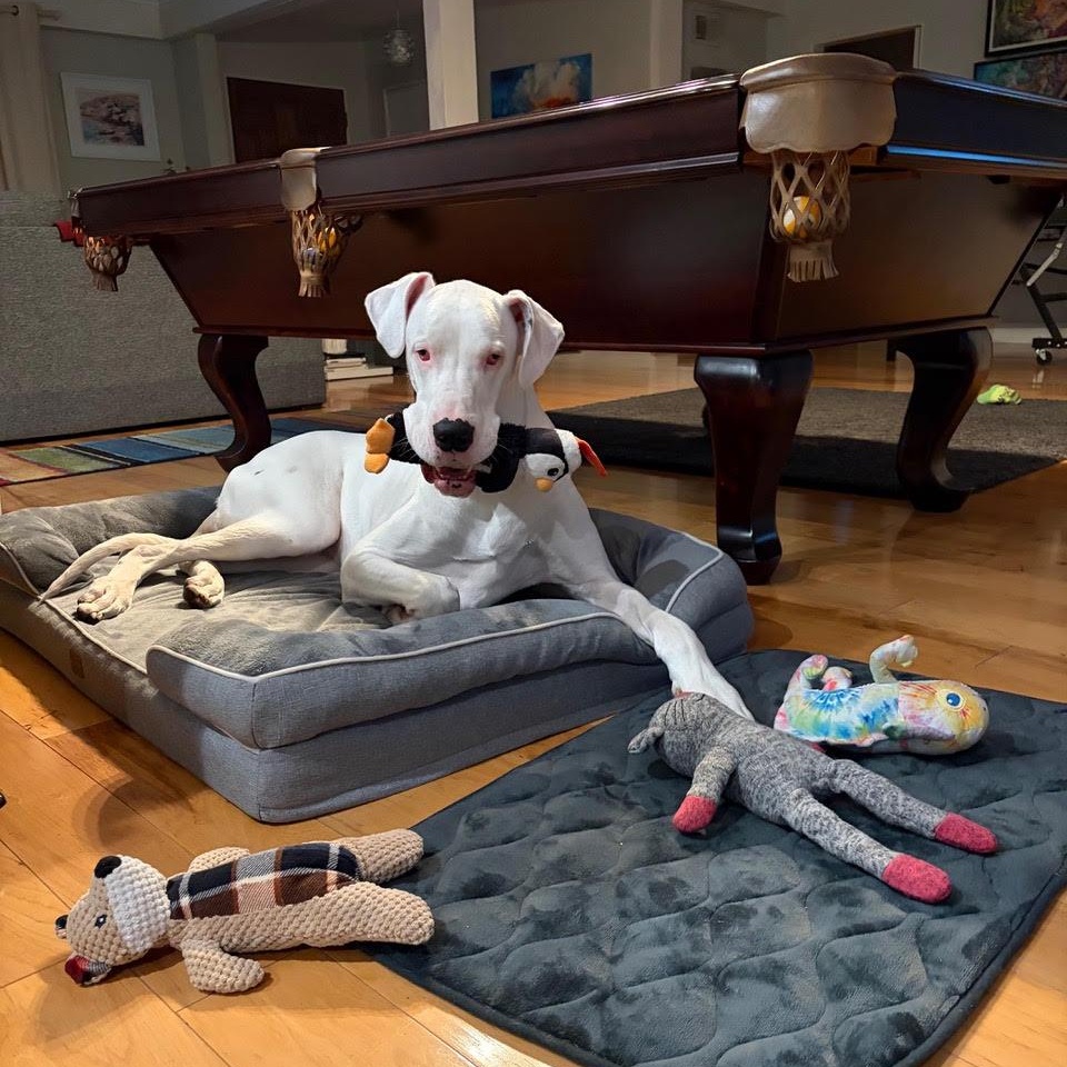 Enlarge Tiny-Courtesy Post, a ADOPTABLE Great Dane in Los Angeles, CA image 3/4