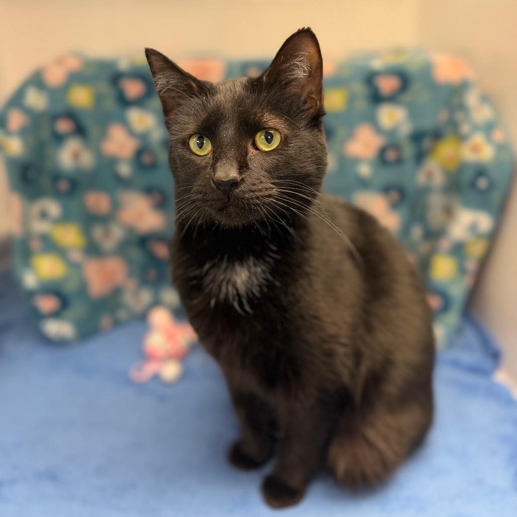 Velvet, Adoptable, Adult Female Domestic Short Hair.