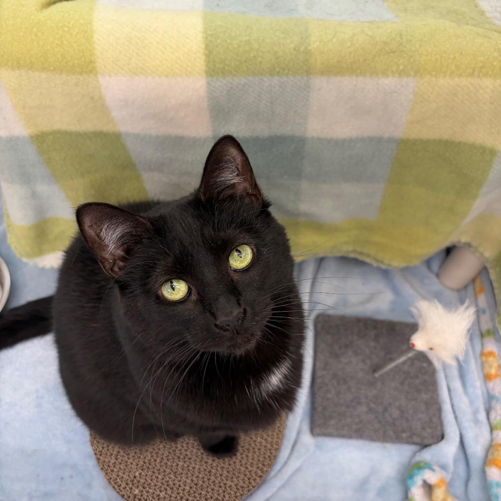 Velvet, a Adoptable Domestic Short Hair in Watertown, NY image 3/6
